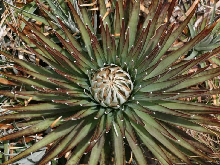 Puya dasylirioides