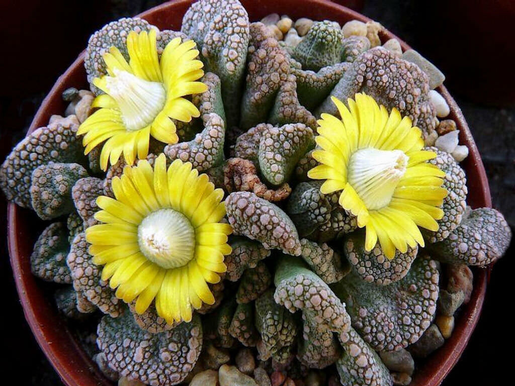 This is Titanopsis calcarea. The common name for this is Concrete Jewel Plant. Whimsy and Wonder Seeds sells the freshest of rare plant seeds. Other Common names for this rare succulent plant are: Concrete Jewel Plant - Concrete Leaf, Rock Plant, Stonecrop. Check this Concrete Jewel Plant (Titanopsis calcarea) out along with all of  our other succulent plant seeds here at Whimsy and Wonder Seeds. We ship these succulent plants  seeds from Canada to anywhere in the World.
