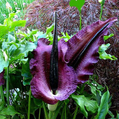 This is Dracunculus vulgaris. The common name for this is Vampire Lily. Whimsy and Wonder Seeds sells the freshest of rare seeds. Other Common names for this rare plant species are: Vampire Lily: Dracula Lily, Voodoo Lily, Corpse Flower. Check this Vampire Lily (Dracunculus vulgaris) out along with all of our other rare  and exotics plant seeds here at Whimsy and Wonder Seeds. We ship these rare seeds from Canada to anywhere in the World.