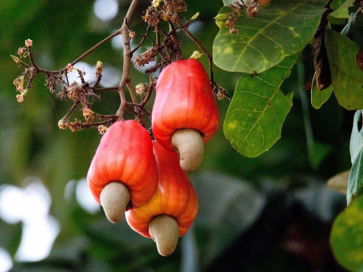 Anacardium orridentale