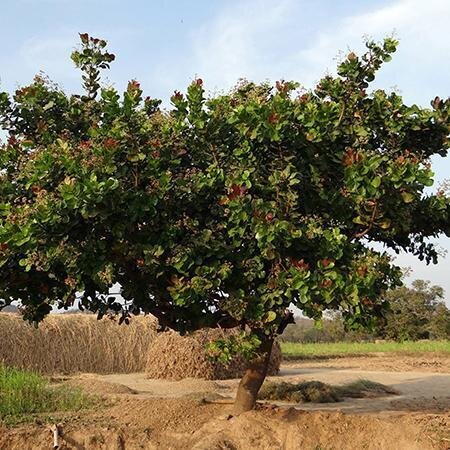 This is Anacardium orridentale. The common name for this is Cashew Nut Tree. Whimsy and Wonder Seeds sells the freshest of rare fruit seeds. Other Common names for this exotic fruit species are: Cashew Apple Tree: Anacardium occidentale, Cashew Nut Tree, Mara��n. Check this Cashew Nut Tree (Anacardium orridental) out along with all of our other Rare  and Exotic Fruit plant seeds here at Whimsy and Wonder Seeds. We ship these exotic fruit plants seeds  from Canada to anywhere in the World.