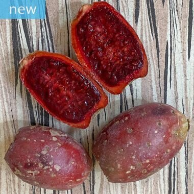 Sweet Blood Prickly Pear This is Opuntia ficus-indica 'Torreón Red'. The common name for this is Sweet Blood Prickly Pear. Whimsy and Wonder Seeds sells the freshest of rare fruit seeds. Other Common names for this exotic fruit species are: Indian Fig Cactus: Prickly Pear, Opuntia. Check this Sweet Blood Prickly Pear (Opuntia ficus-indica 'Torreón Red') out along with all of our other Rare and Exotic Fruit plant seeds here at Whimsy and Wonder Seeds. We ship these exotic fruit plants seeds from Canada to anywhere in the World.