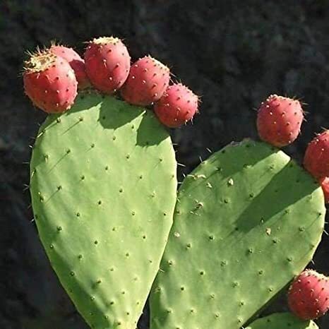 Opuntia ficus-indica 'Torreón Red'