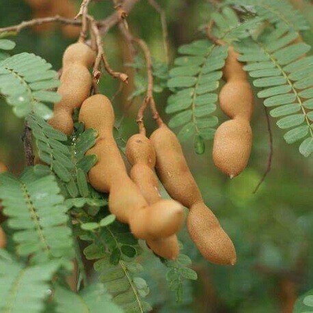 This is Tamarindus indica. The common name for this is Tamarind. Whimsy and Wonder Seeds sells the freshest of rare fruit seeds. Other Common names for this exotic fruit species are: Tamarind: Indian Date, Sweet Tamarind, Tamarindo, Tamarindus Indica. Check this Tamarind (Tamarindus indica) out along with all of our other Rare  and Exotic Fruit plant seeds here at Whimsy and Wonder Seeds. We ship these exotic fruit plants seeds  from Canada to anywhere in the World.