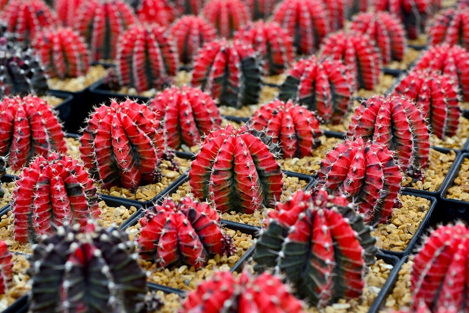 This is Gymnocalycium mihanovichii &#39;Variegata&#39; . The common name for this is Varigated Moon Cactus - Japanese Crimson. Whimsy and Wonder Seeds sells the freshest of rare plant seeds. Other Common names for this rare cactus species are:  Variegated Moon Cactus - Japanese Crimson: Rainbow Cactus, Hibotan Cactus, Red Cap Cactus. Check this Varigated Moon Cactus - Japanese Crimson (Gymnocalycium mihanovichii &#39;Variegata&#39; ) out along with all of  our other cacti plant seeds here at Whimsy and Wonder Seeds. We ship these cactus plants seeds from  Canada to anywhere in the World.