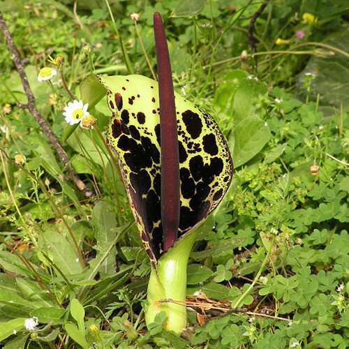 Amorphophallus sp.