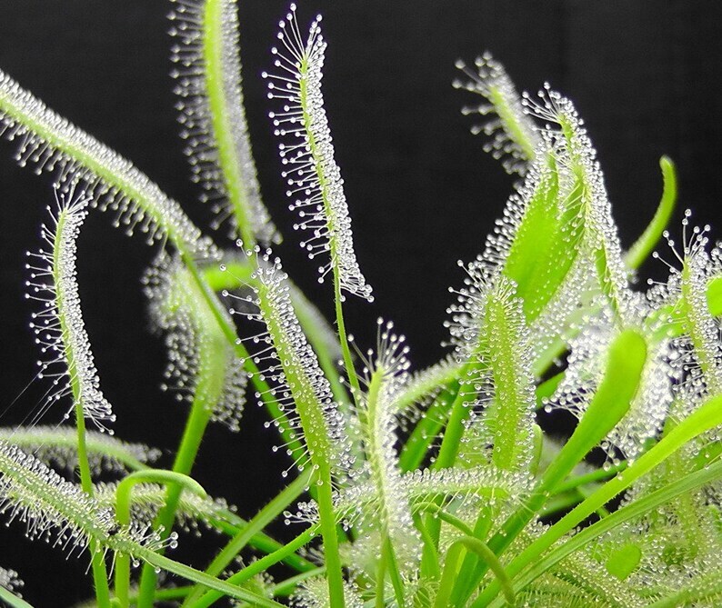 Drosera capensis "alba"