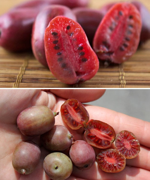 This is Actinidia arguta . The common name for this is Dwarf Red Kiwi Fruit. Whimsy and Wonder Seeds sells the freshest of rare fruit seeds. Other Common names for this exotic fruit species are: Dwarf Red Kiwi Fruit: Miniature Kiwi, Baby Kiwi, Red Kiwi Berry. Check this Dwarf Red Kiwi Fruit (Actinidia arguta ) out along with all of our other Rare  and Exotic Fruit plant seeds here at Whimsy and Wonder Seeds. We ship these exotic fruit plants seeds  from Canada to anywhere in the World.
