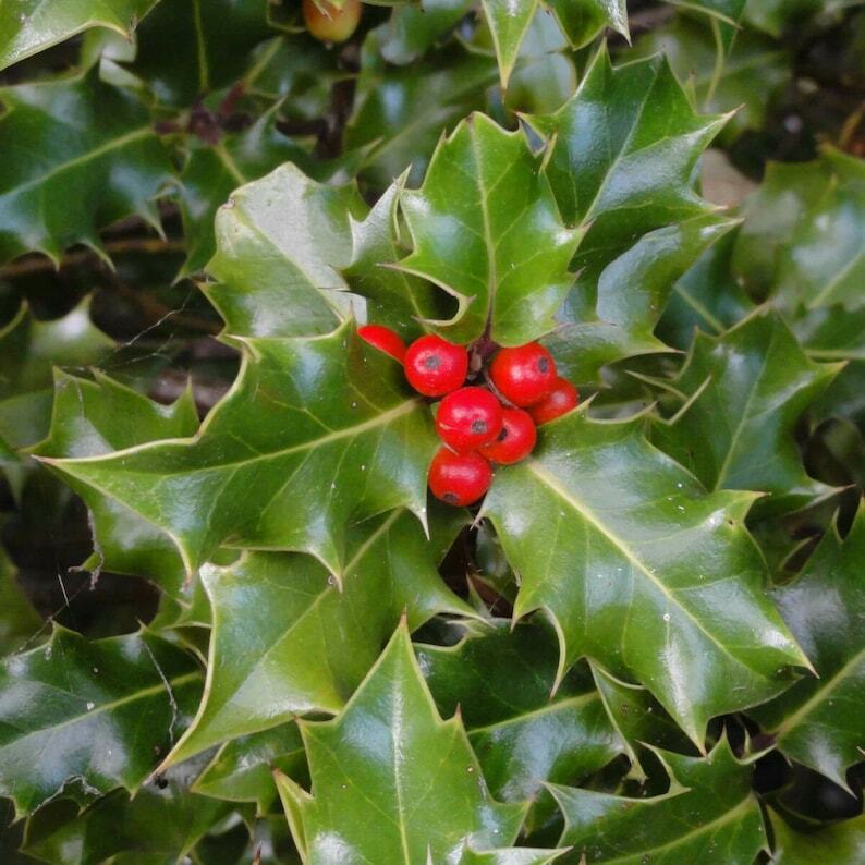 Ilex aquifolium