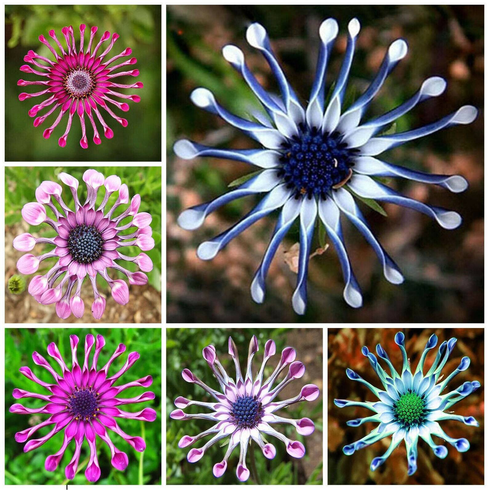 Osteospermum