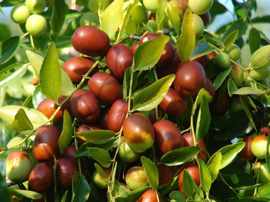 This is Ziziphus Jujuba. The common name for this is Chinese Red Jujube Dates. Whimsy and Wonder Seeds sells the freshest of rare fruit seeds. Other Common names for this exotic fruit species are:Chinese Red Jujube Dates: Chinese date, red date, jujube fruit, Korean date, Indian date, anab, ber. . Check this Chinese Red Jujube Dates (Ziziphus Jujuba) out along with all of our other Rare  and Exotic Fruit plant seeds here at Whimsy and Wonder Seeds. We ship these exotic fruit plants seeds  from Canada to anywhere in the World.