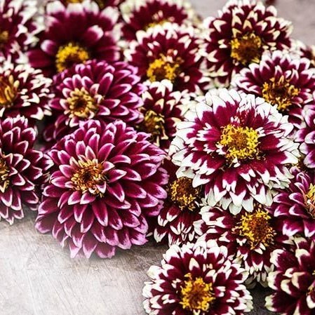 Zinnia elegans 'Jazzy Red'