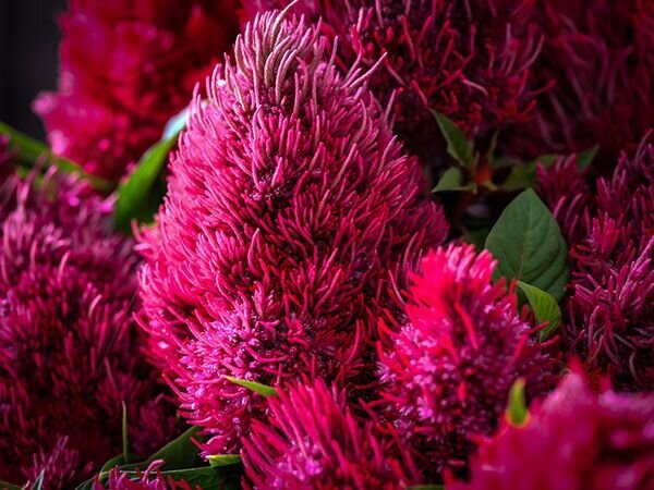 Celosia argentea