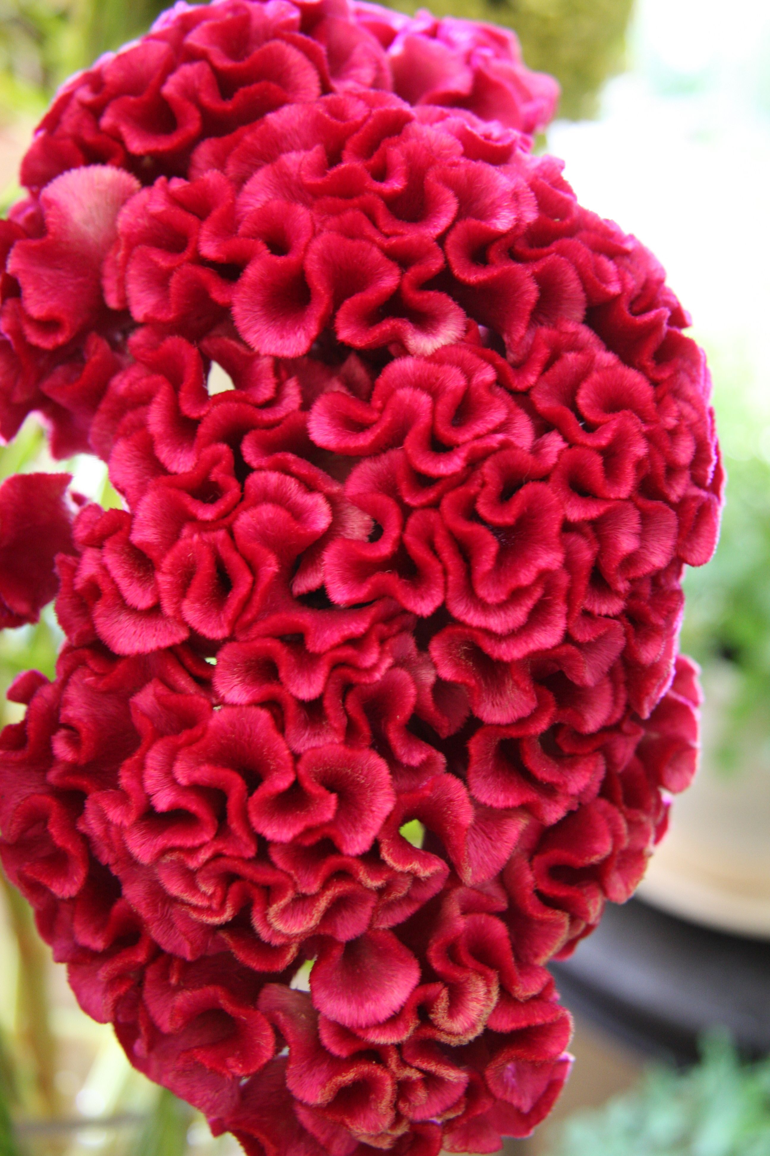 Celosia plumosa
