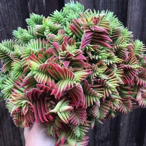 Crassula capitella thyrsiflora