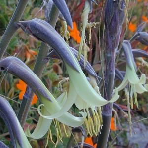 Puya Mirabilis