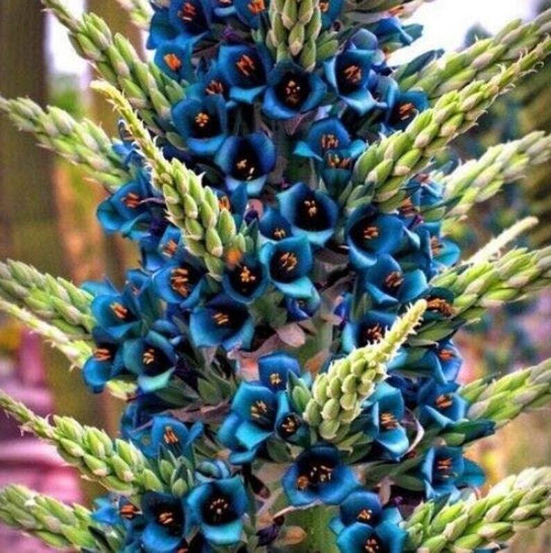 This is Puya Berteroniana The common name for this is Turquoise Puya. Whimsy and Wonder Seeds sells the freshest of rare plant seeds. Other Common names for this rare bromeliad species are: Turquoise Puya: Puya berteroniana, turquoise puya, blue torch. Check this Turquoise Puya (Puya Berteroniana) out along with all of our other Bromeliad plant seeds here at Whimsy and Wonder Seeds. We ship these Bromeliad plants seeds from Canada to anywhere in the World