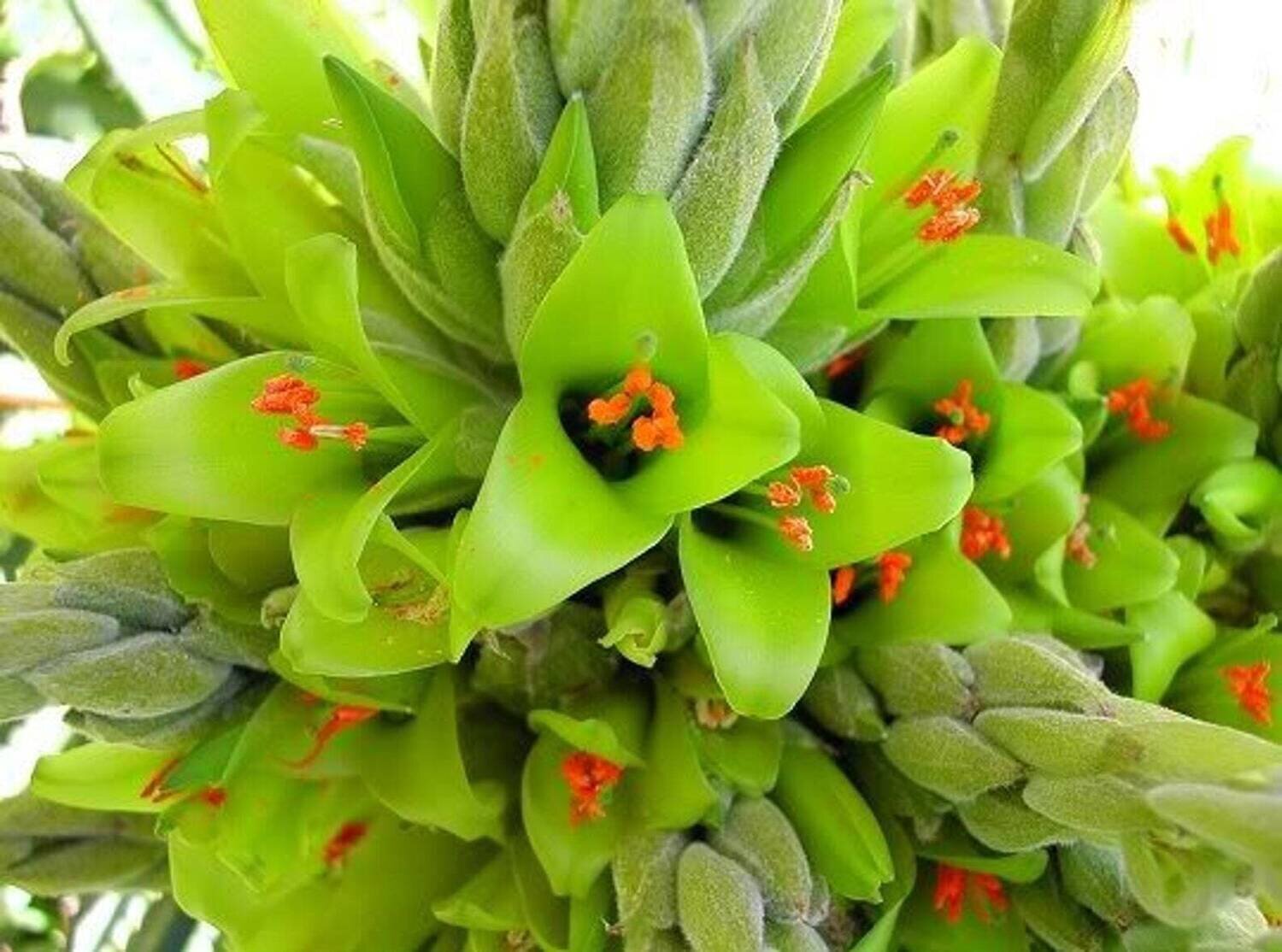 This is Puya chilensis . The common name for this is Green Chilean Puya. Whimsy and Wonder Seeds sells the freshest of rare plant seeds. Other Common names for this rare bromeliad species are: Green Chilean Puya: Puya coerulea, Sapphire Tower, Blue Puya. Check this Green Chilean Puya (Puya chilensis ) out along with all of our other Bromeliad plant seeds here at Whimsy and Wonder Seeds. We ship these Bromeliad plants seeds from Canada to anywhere in the World