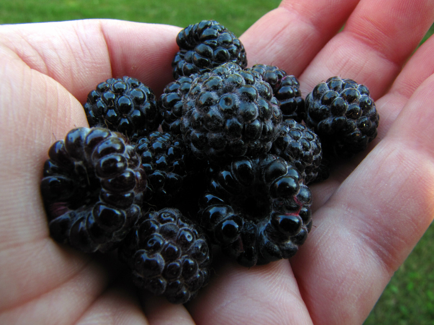 Rubus leucodermis