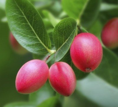 Carissa macrocarpa