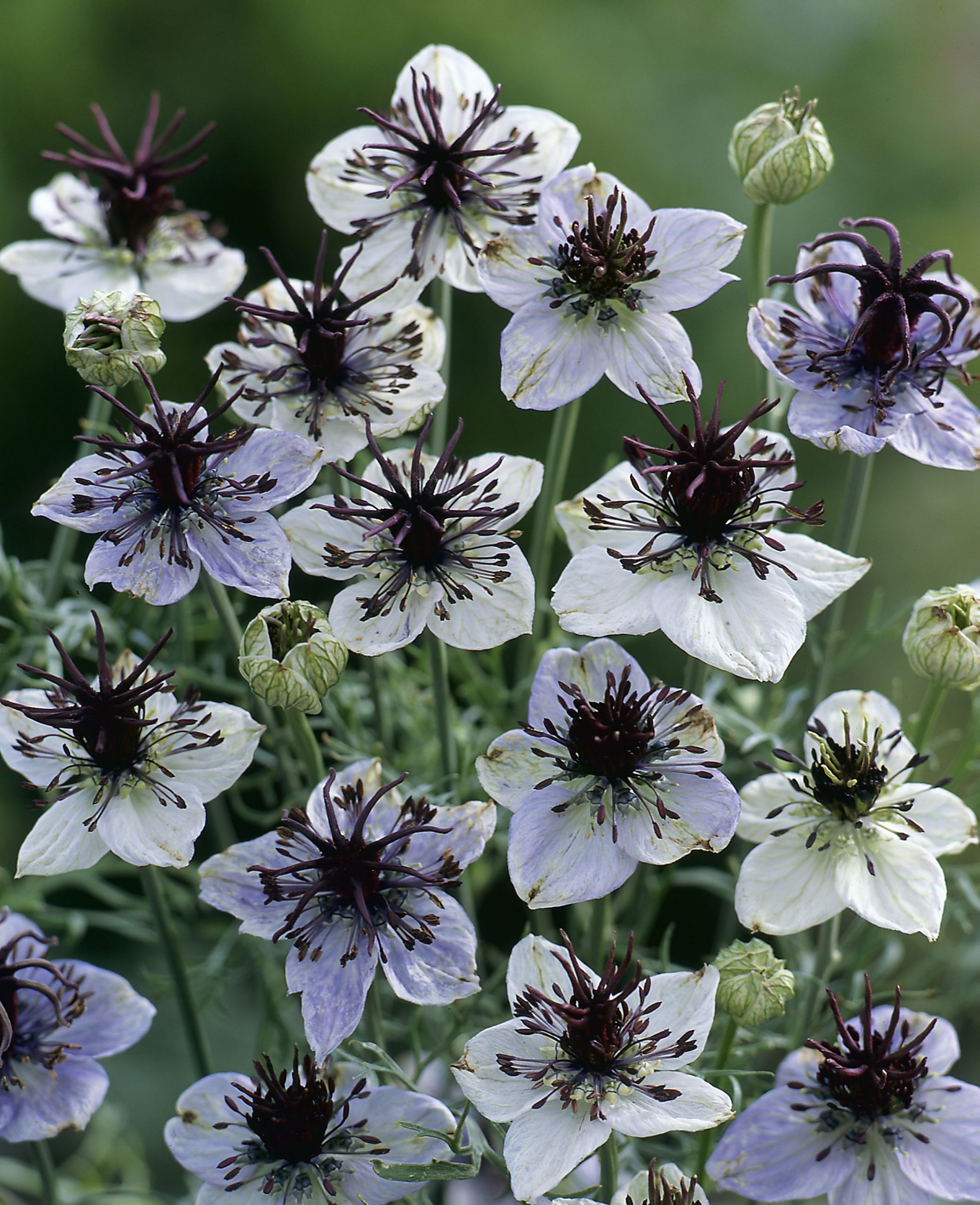 Nigella papillosa