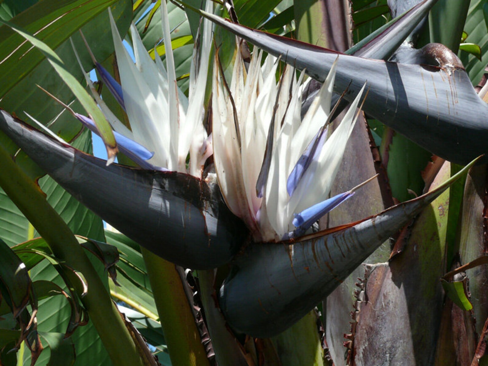 Strelitzia Nicola