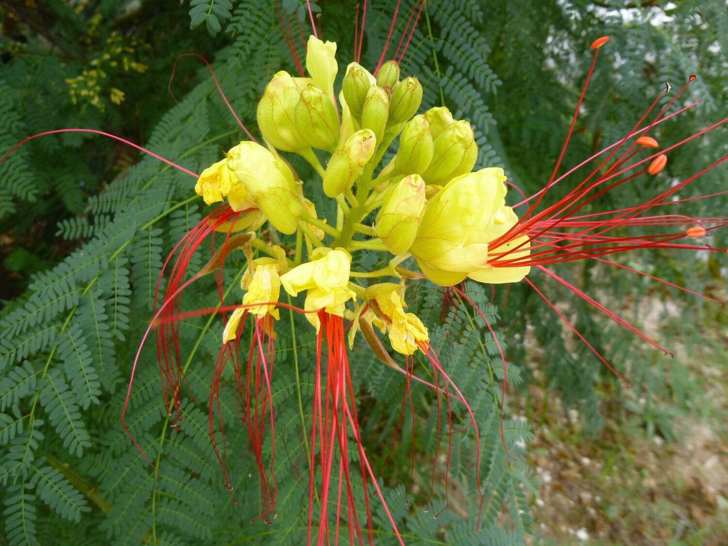 This is Caesalpinia gilliesii. The common name for this is Bird of Paradise Shrub Whimsy and Wonder Seeds sells the freshest of rare seeds. Other Common names for this rare plant species are: Bird of Paradise Shrub, Crane Flower, Strelitzia. Check this Bird of Paradise Shrub (Caesalpinia gilliesii) out along with all of our other rare  and exotics plant seeds here at Whimsy and Wonder Seeds. We ship these rare seeds from Canada to anywhere in the World.