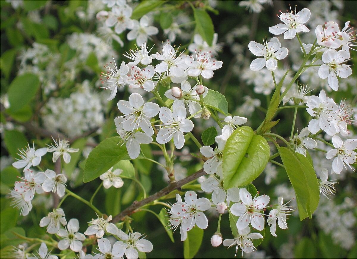 This is Prunus mahaleb. The common name for this is St. Lucie Cherry Tree. Whimsy and Wonder Seeds sells the freshest of rare fruit seeds. Other Common names for this exotic fruit species are: St. Lucie Cherry Bonsai Tree: Acerola Cherry, Barbados Cherry, West Indian Cherry, Antilles Cherry. Check this St. Lucie Cherry Tree (Prunus mahaleb) out along with all of our other Rare  and Exotic Fruit plant seeds here at Whimsy and Wonder Seeds. We ship these exotic fruit plants seeds  from Canada to anywhere in the World.