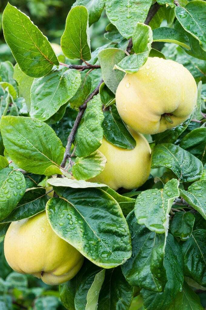 This is Cydonia Oblonga . The common name for this is Quince Fruit Tree. Whimsy and Wonder Seeds sells the freshest of rare fruit seeds. Other Common names for this exotic fruit species are: Quince Fruit Tree - Cydonia oblonga, Quince. Check this Quince Fruit Tree(Cydonia Oblonga ) out along with all of our other Rare  and Exotic Fruit plant seeds here at Whimsy and Wonder Seeds. We ship these exotic fruit plants seeds  from Canada to anywhere in the World.