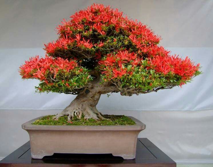 Delonix regia