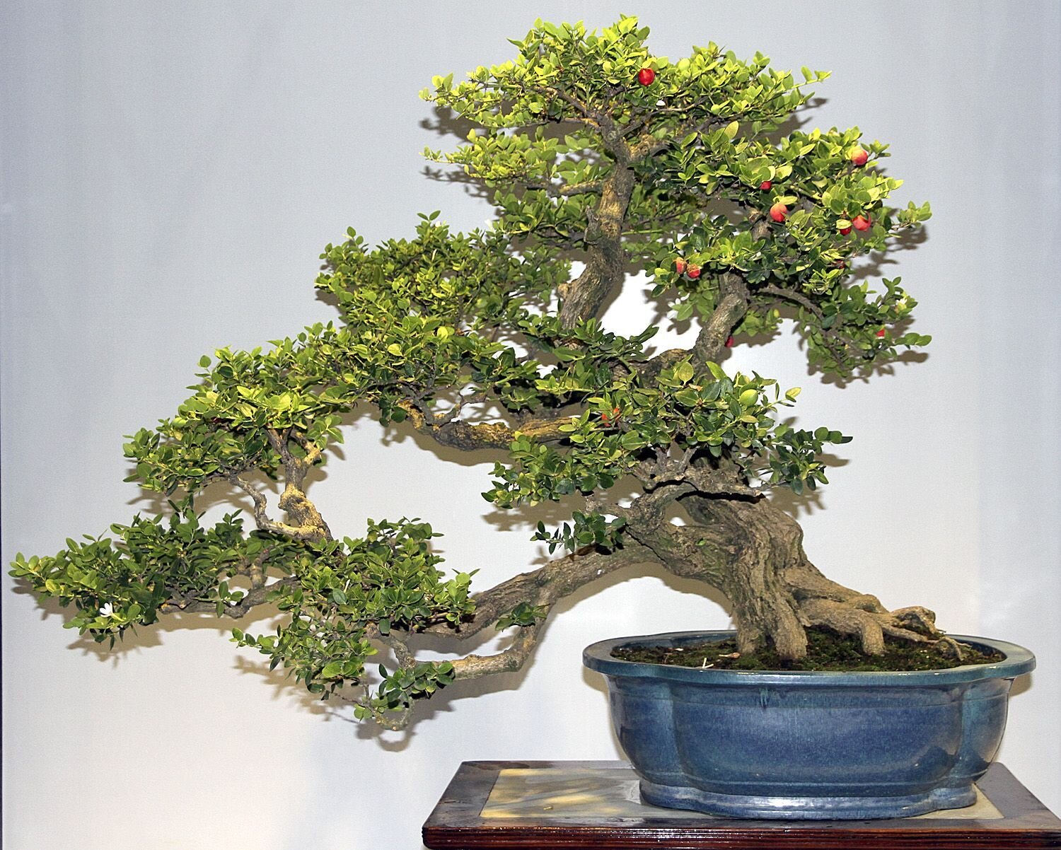 This is Carissa macrocarpa. The common name for this is Natal Plum Bonsai Tree. Whimsy and Wonder Seeds sells the freshest of rare plant seeds. Other Common names for this rare bonsai tree plant are: Carissa macrocarpa. Check this Natal Plum Bonsai Tree (Carissa macrocarpa) out along with all of  our other Bonsai Trees plant seeds here at Whimsy and Wonder Seeds. We ship these bonsai tree plants  seeds from Canada to anywhere in the World.