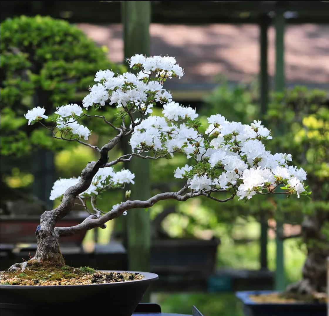 This is Prunus mahaleb. The common name for this is St. Lucie Cherry Bonsai Tree. Whimsy and Wonder Seeds sells the freshest of rare plant seeds. Other Common names for this rare bonsai tree plant are:  St. Lucie Cherry Bonsai Tree: Acerola Cherry, Barbados Cherry, West Indian Cherry, Antilles Cherry. Check this St. Lucie Cherry Bonsai Tree (Prunus mahaleb) out along with all of  our other Bonsai Trees plant seeds here at Whimsy and Wonder Seeds. We ship these bonsai tree plants  seeds from Canada to anywhere in the World.