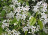 St. Lucie Cherry Tree - Prunus mahaleb | Rare Plant Seeds | Whimsy and ...