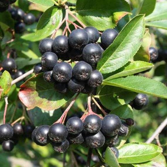 Aronia Melanocarpa