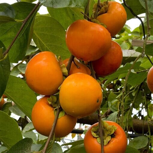 This is Diospyros kaki. The common name for this is Japanese Persimmon. Whimsy and Wonder Seeds sells the freshest of rare fruit seeds. Other Common names for this exotic fruit species are: Japanese Persimmon: Kaki Persimmon, Asian Persimmon, Oriental Persimmon. Check this Japanese Persimmon(Diospyros kaki) out along with all of our other Rare  and Exotic Fruit plant seeds here at Whimsy and Wonder Seeds. We ship these exotic fruit plants seeds  from Canada to anywhere in the World.
