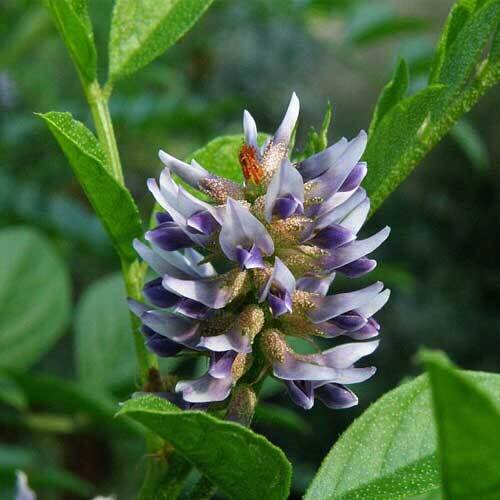 This is Glycyrrhiza Glabra. The common name for this is Liquorice - Licorice. Whimsy and Wonder Seeds sells the freshest of rare seeds. Other Common names for this rare plant species are: Liquorice/Licorice: Sweetwood, Black Sugar, Liquorice Root, Sticky Grass. Check this Liquorice - Licorice (Glycyrrhiza Glabra) out along with all of our other rare  and exotics plant seeds here at Whimsy and Wonder Seeds. We ship these rare seeds from Canada to anywhere in the World.