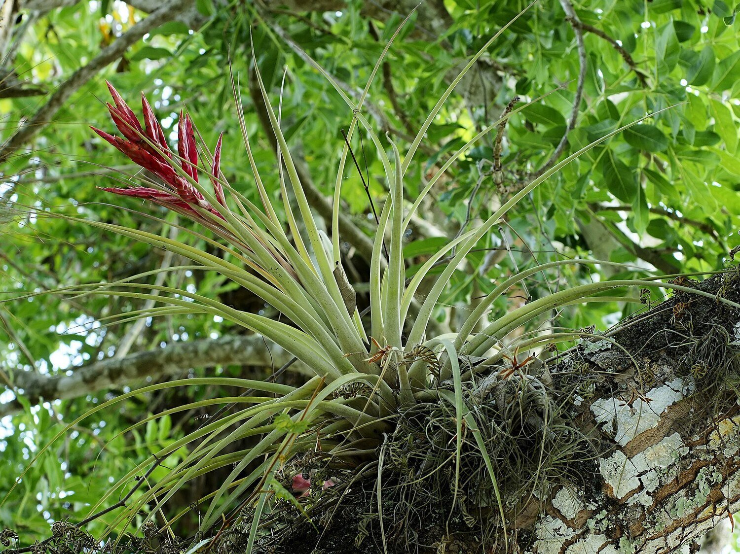 This is Tillandsia Fasciculata. The common name for this is Giant Cardinal Airplant. Whimsy and Wonder Seeds sells the freshest of rare plant seeds. Other Common names for this rare Air plant species are:Tillandsia Fasciculata: Giant Cardinal Airplant, Cardinal Airplant, Giant Cardinal Airplant, Purple Giant, Purple Blushing, Purple Rain, Tillandsia.  Check this Giant Cardinal Airplant (Tillandsia Fasciculata) out along with all of our other airplant plant seeds here at Whimsy and Wonder Seeds. We ship these air plant seeds from Canada to anywhere in the World