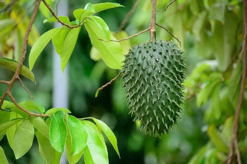 Annona Muricata