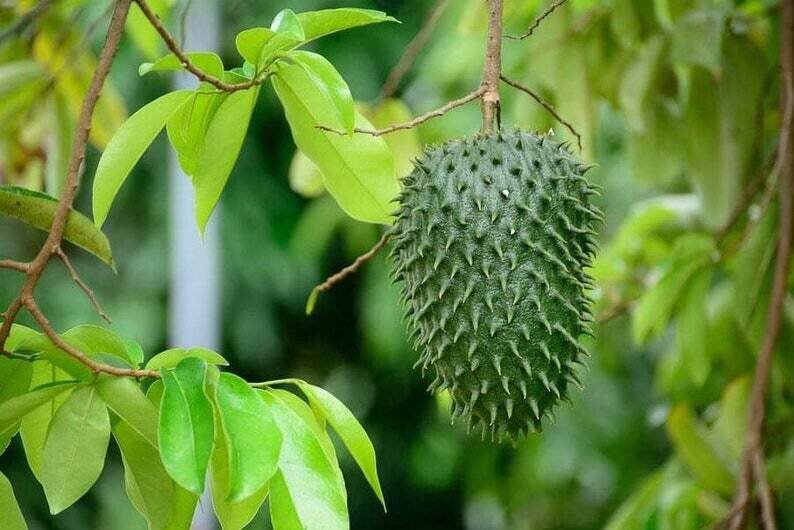 This is Annona Muricata. The common name for this is Soursop. Whimsy and Wonder Seeds sells the freshest of rare fruit seeds. Other Common names for this exotic fruit species are: Soursop: Guanabana, Brazilian Pawpaw, Corossol, Graviola, Custard Apple. Check this Soursop (Annona Muricata) out along with all of our other Rare  and Exotic Fruit plant seeds here at Whimsy and Wonder Seeds. We ship these exotic fruit plants seeds  from Canada to anywhere in the World.