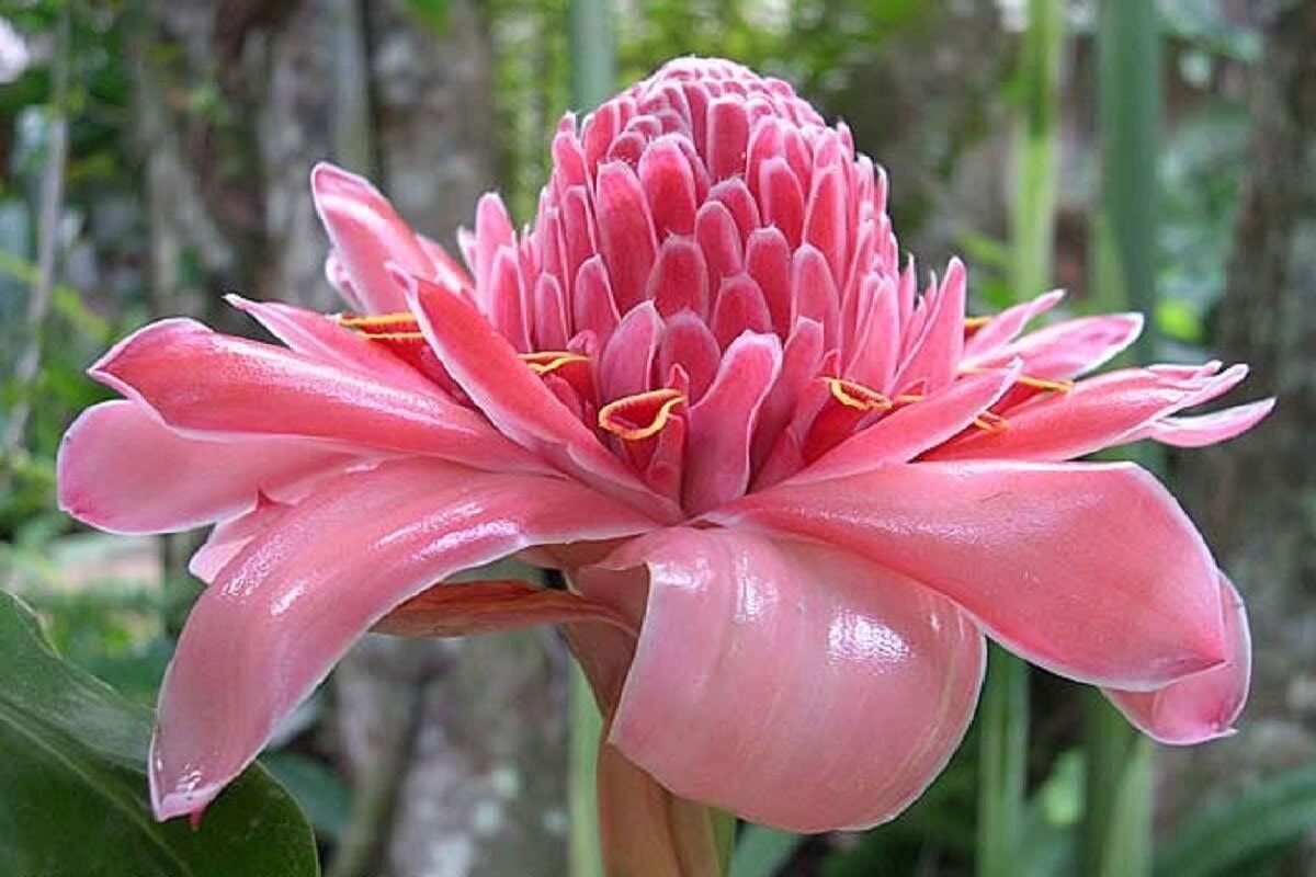 This is Etlingera Elatior &quot;Pink&quot;. The common name for this is Torch Ginger &#39;Pink&#39;. Whimsy and Wonder Seeds sells the freshest of rare seeds. Check this Torch Ginger &#39;Pink&#39; (Etlingera Elatior &quot;Pink&quot;) out along with all of our other rare  and exotics plant seeds here at Whimsy and Wonder Seeds. We ship these rare seeds from Canada to anywhere in the World.