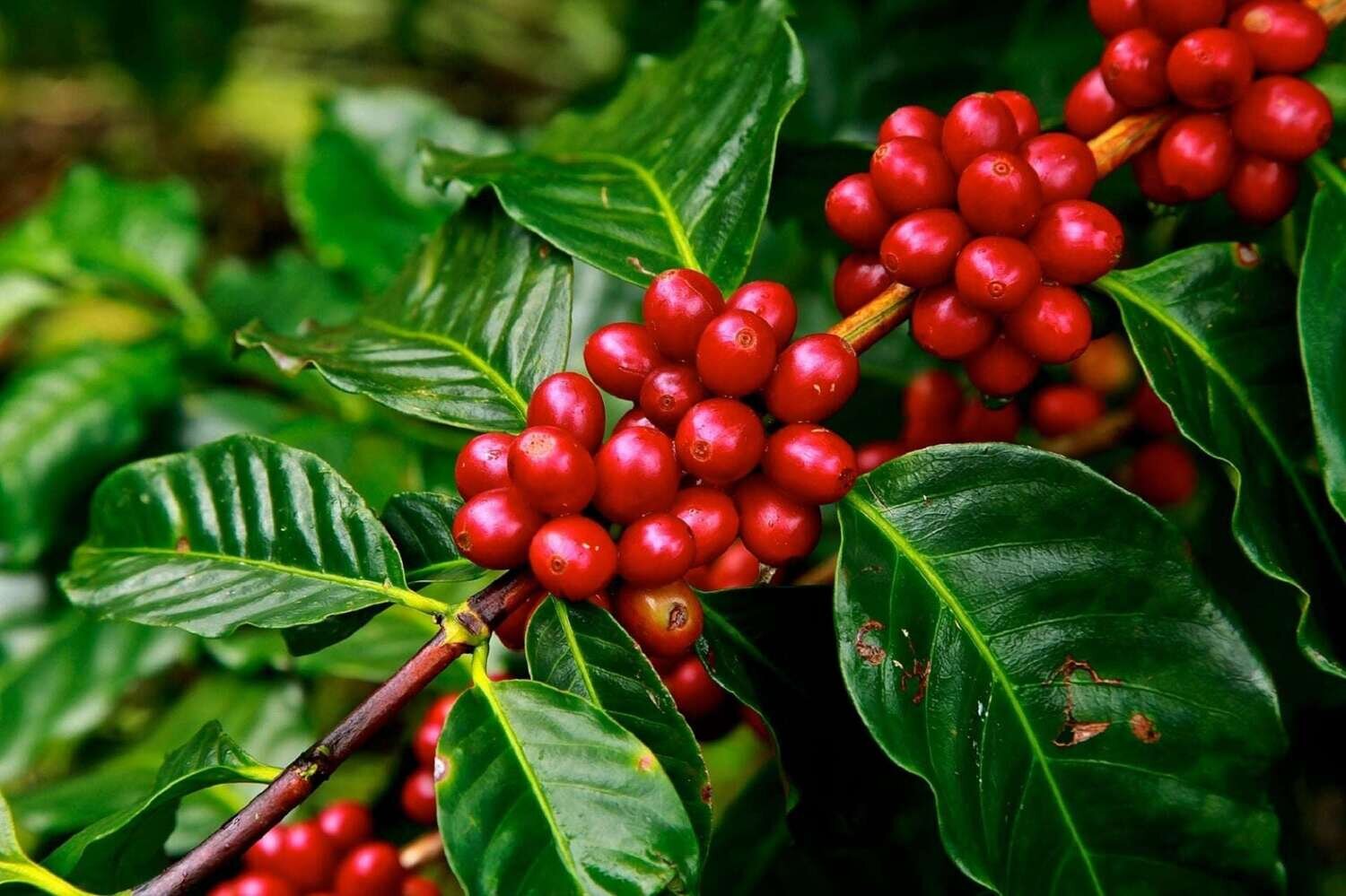 This is Coffea Arabica. The common name for this is Arabian Coffee - Arabica Coffee Beans. Whimsy and Wonder Seeds sells the freshest of rare fruit seeds. Other Common names for this exotic fruit species are: Arabian Coffee - Arabica Coffee Beans, Coffee Plant, Coffea Arabica.. Check this Arabian Coffee - Arabica Coffee Beans (Coffea Arabica) out along with all of our other Rare  and Exotic Fruit plant seeds here at Whimsy and Wonder Seeds. We ship these exotic fruit plants seeds  from Canada to anywhere in the World.
