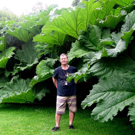 Gunnera manicata