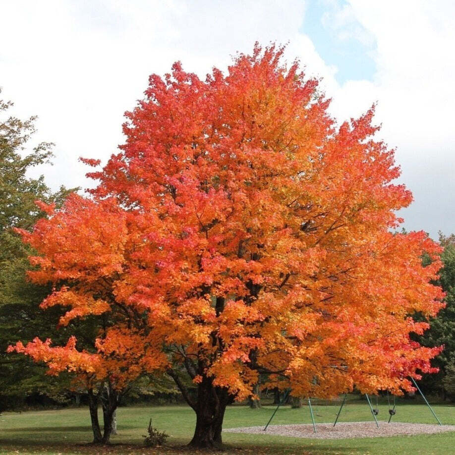 Sugar Maple - Maple Syrup Tree - Acer saccharum | Rare Plant Seeds ...