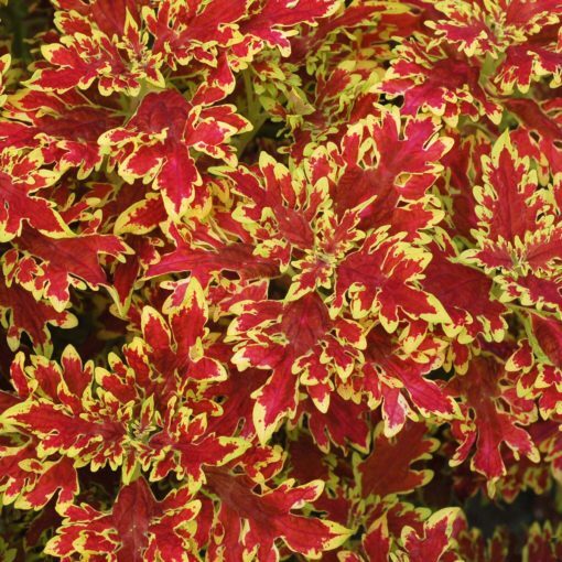 Coleus scutellarioides 'blaze'