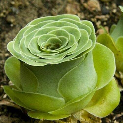 This is Greenovia aurea / Aeonium aureum. The common name for this is Green Rose Buds. Whimsy and Wonder Seeds sells the freshest of rare plant seeds. Other Common names for this rare succulent plant are: Green Rose Buds: Rosa, Emerald Rose, Chartreuse Rose, Green Ice. Check this Green Rose Buds (Greenovia aurea / Aeonium aureum) out along with all of  our other succulent plant seeds here at Whimsy and Wonder Seeds. We ship these succulent plants  seeds from Canada to anywhere in the World.
