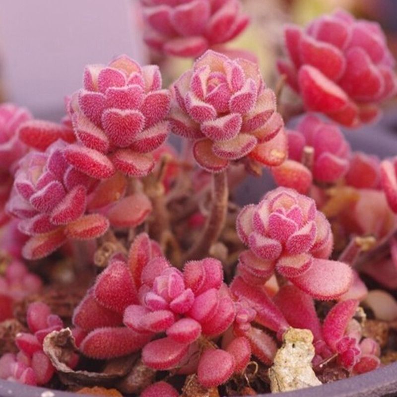 Sedum versadense