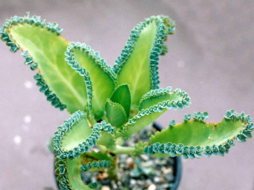 Mother of Thousands This is Kalanchoe daigremontiana / Bryophyllum daigremontianum. The common name for this is Mother of Thousands. Whimsy and Wonder Seeds sells the freshest of rare plant seeds. Other Common names for this rare succulent plant are: Mother of Thousands - Chandelier Plant, Kalanchoe diagremontiana, Alligator Plant. Check this Mother of Thousands (Kalanchoe daigremontiana / Bryophyllum daigremontianum) out along with all of our other succulent plant seeds here at Whimsy and Wonder Seeds. We ship these succulent plants seeds from Canada to anywhere in the World.
