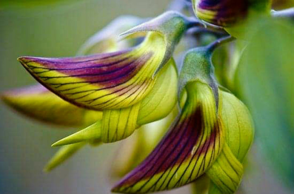 Crotalaria cunninghamii