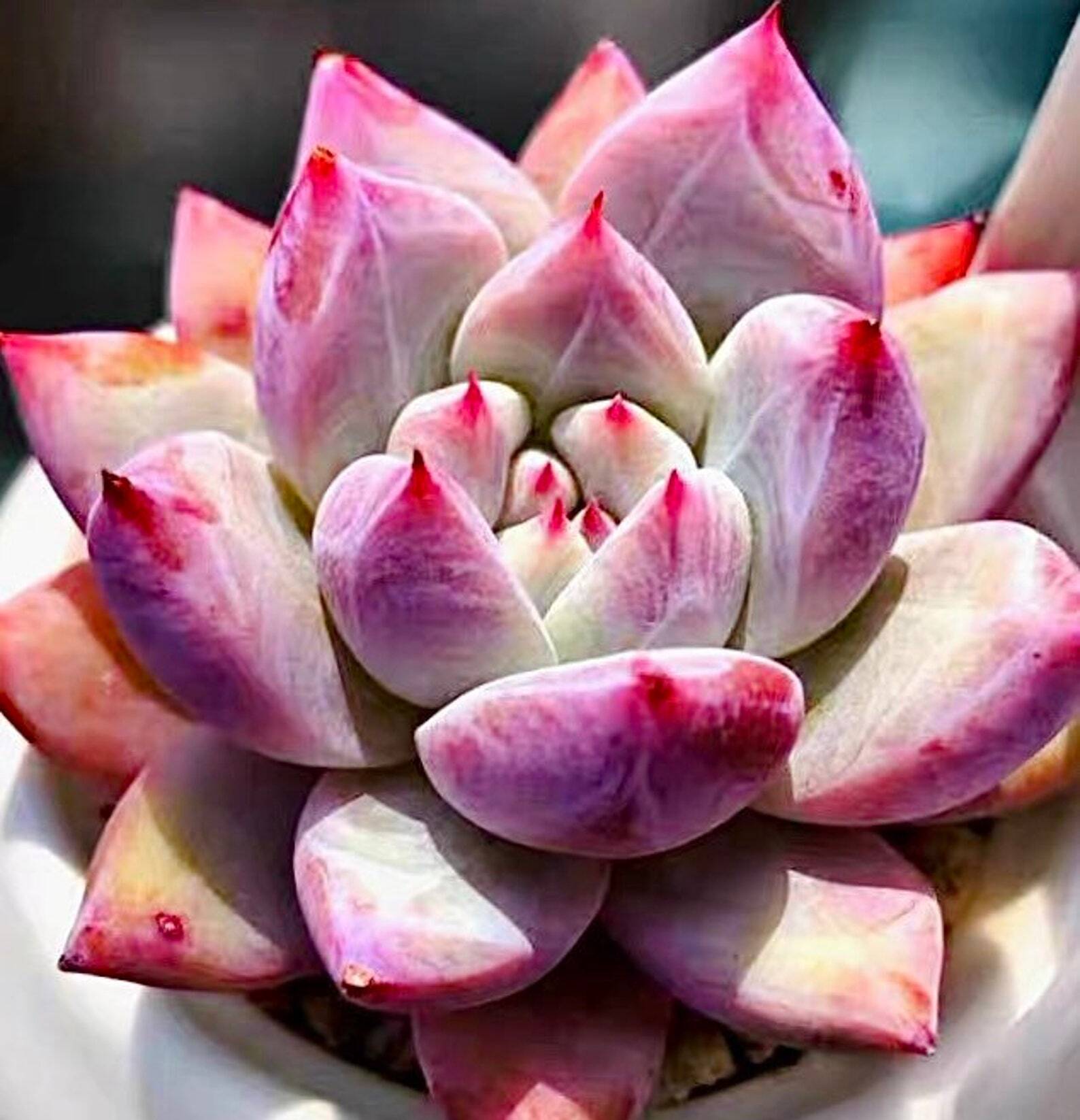 Echeveria corata f. Tapalpa