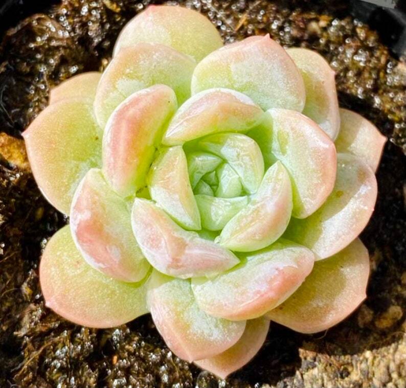 Echeveria alba X Echeveria laui